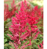 Astilbe Arendsii Spinell - 5 Plants - Perennial Hardy Plant - Garden-Select.com