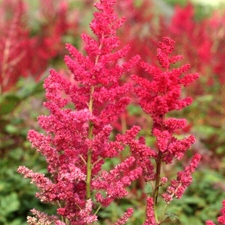 Astilbe Arendsii Spinell - 5 Plants - Perennial Hardy Plant - Garden-Select.com