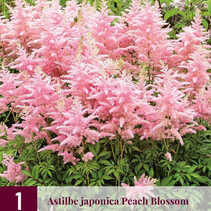 Astilbe Japonica Pfirsichblüte - 3 Pflanzen