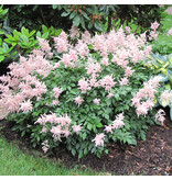 Astilbe Japonica Peach Blossom - 3 Plants - Pink Astilbe - Hardy Plant