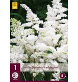 Astilbe Japonica Washington - 3 Plants - White Summer Flower - Buy Perennials?