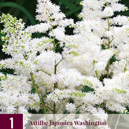 Astilbe Japonica Washington - 3 Plants - White Summer Flower - Buy Perennials?