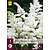 Astilbe Japonica Washington - 3 Planten