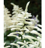 Astilbe Japonica Washington - 5 Plants - White Summer Flower - Buy Perennials?