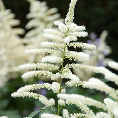 Astilbe Japonica Washington - 5 Pflanzen - Weiße Sommerblume - Stauden kaufen?