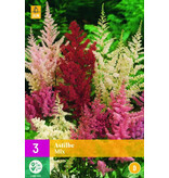 Astilbe Mix - 3 Planten - Winterharde Planten Kopen? - Garden-Select.com