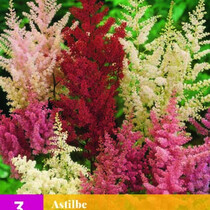 Astilbe Mix - 3 Plants