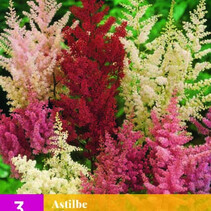 Astilbe Mix - 3 Pflanzen