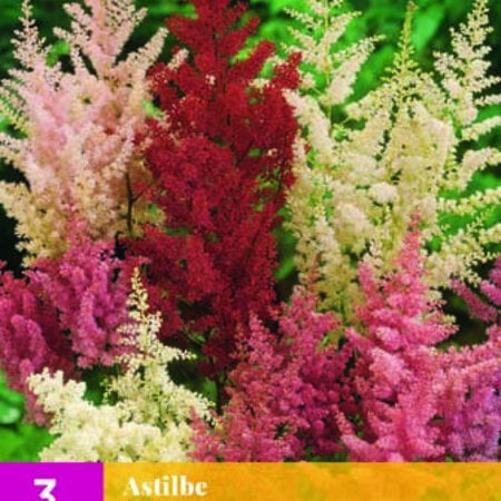 Astilbe Mix - 3 Planten - Winterharde Planten Kopen? - Garden-Select.com