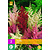 Astilbe Mix - 3 Plants