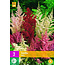 Astilbe Mix - 3 Pflanzen - Winterharte Pflanzen kaufen? - Garden-Select.de