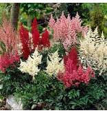 Astilbe Mix - 3 Pflanzen - Winterharte Pflanzen kaufen? - Garden-Select.de