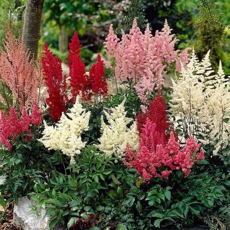 Astilbe Mix - 3 Planten - Winterharde Planten Kopen? - Garden-Select.com