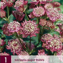 Astrantia Major Rubra - 3 Plants