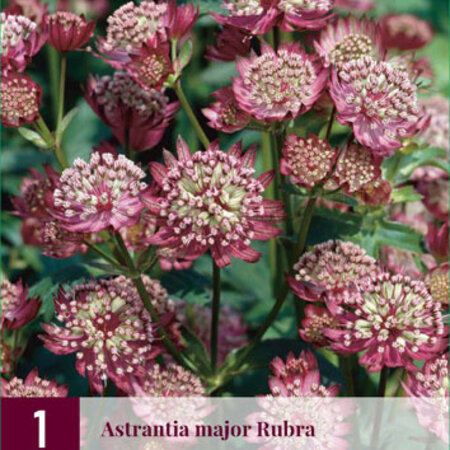 Astrantia Major Rubra - 3 Plants - Maritime Knotweed - Buy Perennial Plants?