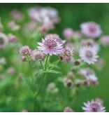 Astrantia Major Rubra - 5 Pflanzen - Maritimer Knöterich - Mehrjährige Pflanzen kaufen?