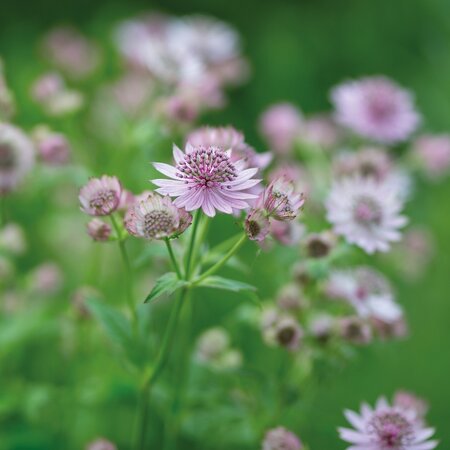 Astrantia Major Rubra - 5 Plants - Maritime Knotweed - Buy Perennial Plants?