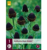 Rudbeckia Black Beauty - 3 Plants - Sunhat - Buy Perennial Summer Flowers?