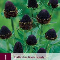 Rudbeckia Black Beauty - 3 Planten