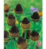 Rudbeckia Black Beauty - 3 Planten - Zonnehoed - Vaste Zomerbloeiers Kopen?