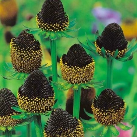 Rudbeckia Black Beauty - 3 Planten - Zonnehoed - Vaste Zomerbloeiers Kopen?