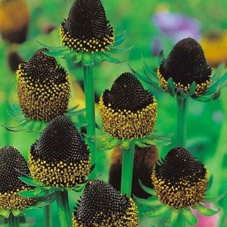 Rudbeckia Black Beauty - 5 Planten - Zonnehoed - Vaste Zomerbloeiers Kopen?