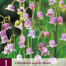 Convallaria Majalis Rosea - 3 Pflanzen
