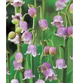 Convallaria Majalis Rosea - 3 Pflanzen - Lelietjes Der Dalen - Vaste Planten Kopen?