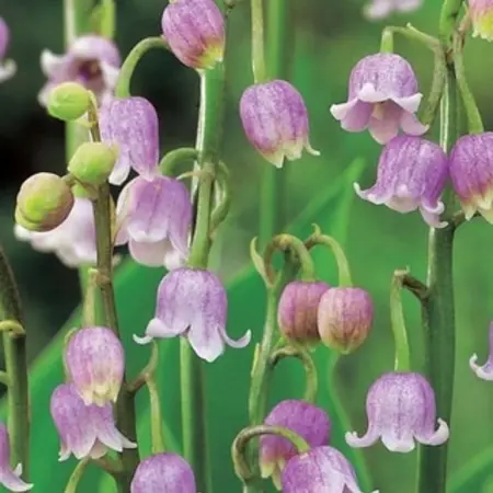 Convallaria Majalis Rosea - 3 Plants - Lelietjes Der Dalen - Vaste Planten Kopen?