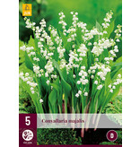 Convallaria Majalis - 15 Plants - Lily of the Valley White - Buy Perennials?