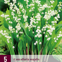 Convallaria majalis - 15 Pflanzen
