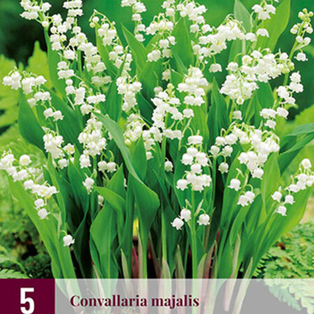 Convallaria Majalis - 15 Plants - Lily of the Valley White - Buy Perennials?