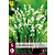 Convallaria majalis - 15 plants