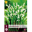 Convallaria Majalis - 15 Plants - Lily of the Valley White - Buy Perennials?