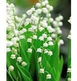 Convallaria Majalis - 15 Plants - Lily of the Valley White - Buy Perennials?