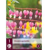 Broken Heart - Red - 3 Plants - Dicentra Spectabilis - Buy Perennial Plants?