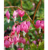 Broken Heart - Red - 3 Plants - Dicentra Spectabilis - Buy Perennial Plants?