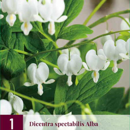 Broken Heart - Weiß - 3 Pflanzen - Dicentra Spectabilis Alba - Mehrjährige Pflanzen kaufen?