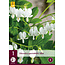 Broken Heart - White - 3 Plants - Dicentra Spectabilis Alba - Buy Perennial Plants?
