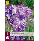 Iris Germanica Batik - 3 Plants - Hardy Plant - Buy Summer Flowers?