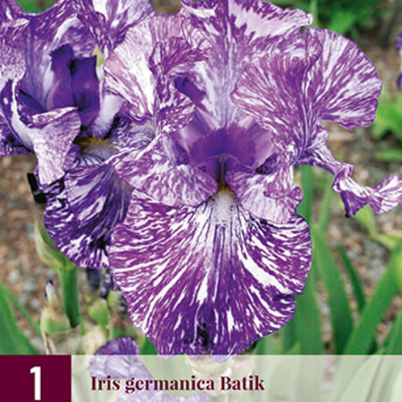 Iris Germanica Batik - 3 Plants - Hardy Plant - Buy Summer Flowers?