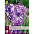 Iris Germanica Batik - 3 Planten