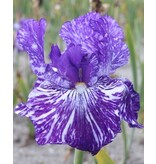 Iris Germanica Batik - 5 Planten - Winterharde Plant - Zomerbloeiers Kopen?