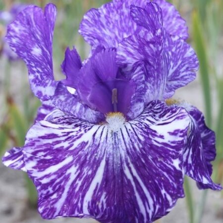 Iris Germanica Batik - 5 Plants - Hardy Plant - Buy Summer Flowers?