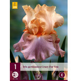 Iris Germanica Crazy For You - 3 Planten - Winterharde Zomerbloeiers Kopen?