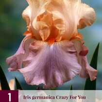 Iris Germanica Crazy For You - 3 Plants