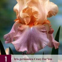 Iris Germanica Crazy For You - 3 Pflanzen
