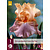 Iris Germanica Crazy For You - 3 Plants
