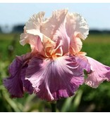 Iris Germanica Crazy For You - 5 Planten - Winterharde Zomerbloeiers Kopen?