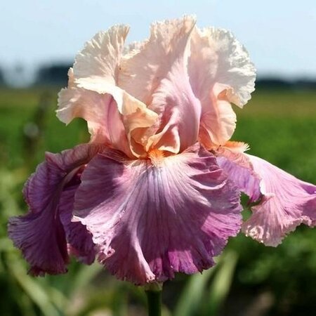 Iris Germanica Crazy For You - 5 Plants - Buy Hardy Summer Flowers?